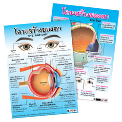 โปสเตอร์ความรู้ โครงสร้างของตา
