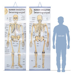 Learning Human Skeleton in English-Thai