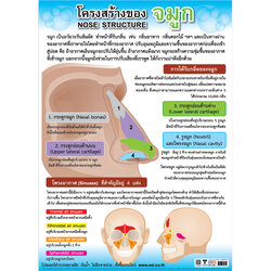 โปสเตอร์ความรู้ โครงสร้างจมูก No.135