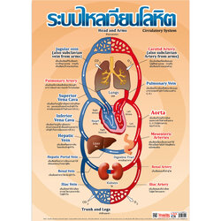 Thai-English Circulatory System Educational Posters
