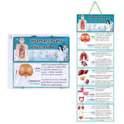 Hanging Display Flashcards Internal Organs