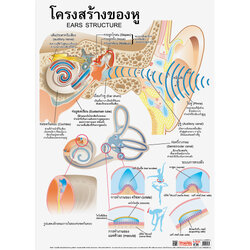 โปสเตอร์ความรู้ โครงสร้างของหู No.087