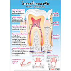 โปสเตอร์ความรู้ โครงสร้างของฟัน No.080