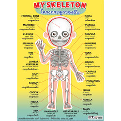 โปสเตอร์ความรู้ โครงกระดูกของฉัน No.480