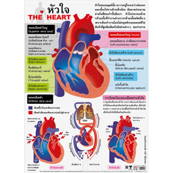 โปสเตอร์ความรู้ หัวใจ No.126