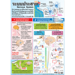 โปสเตอร์ความรู้ ระบบประสาท No.265