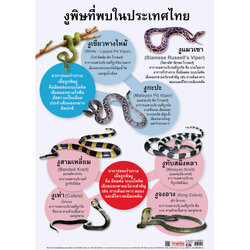 โปสเตอร์ความรู้ งูพิษที่พบในประเทศไทย No.020