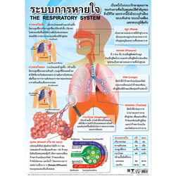 โปสเตอร์ความรู้ ระบบการหายใจ No.239