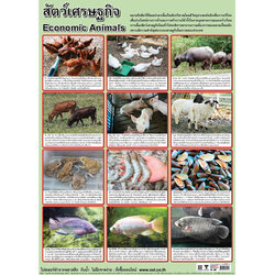 โปสเตอร์ความรู้ สัตว์เศรษฐกิจ No.457