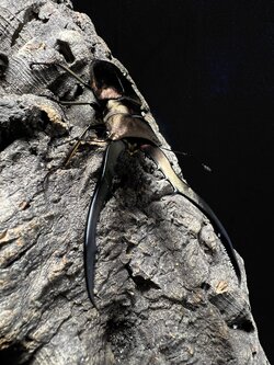 Cyclommatus metallifer 69mm.