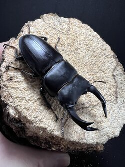 Dorcus hopei binodulosus 70mm.