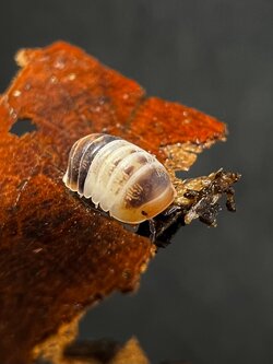 Cubaris sp. white shark 5 each