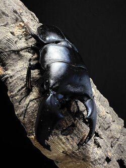 Dorcus titanus yasuokai 91mm.