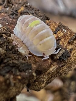 Cubaris sp. amber firefly ’Albino’ 5 each
