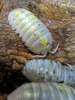 Armadillidium Vulgare “ Magic potion” Set 5 each