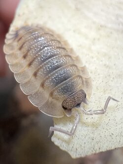 Porcellio spatulatus Coros 5 each