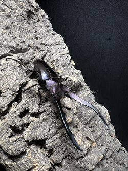 Cyclommatus metallifer 61 mm.