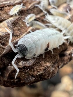 Porcellionides pruinosus Oreo Crumbles 5 each