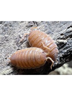 Porcellio scarber “Orange” set 10 each