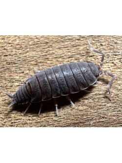 Porcellionides pruinosus "Powder blue" set 10 each