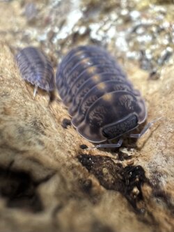 Cubaris sp. platin ‘Tung Song’ 5 each