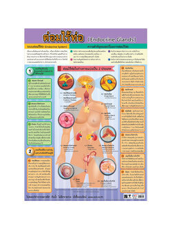 โปสเตอร์ความรู้ ต่อมไร้ท่อ No.532