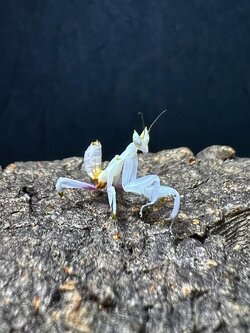 Hymenopus coronatus Lv.2~3