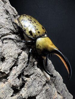 Dynastes hyllus hyllus 78x54mm.