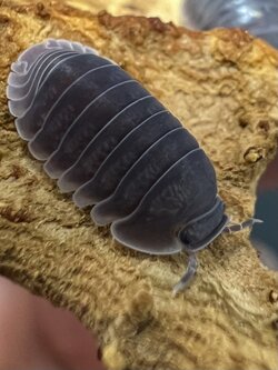 Cubaris sp. dark mill 5 each