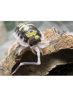 Porcellio haasi “High Yellow” Set 5 each
