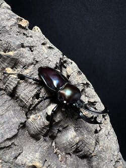 Phalacrognatus muelleri 50x31 mm.