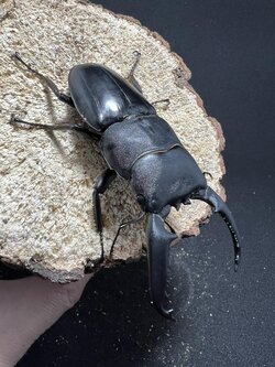 Dorcus titanus palawanicus 82 mm.