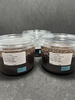 Dicronorrhina derbyana Lv.1~3