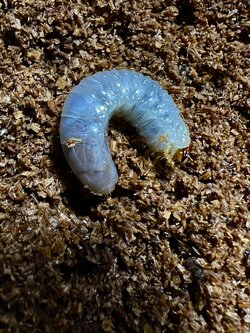 Chalcosoma chiron belangeri Lv.1~2