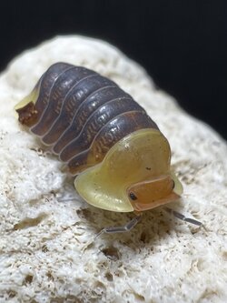 Cubaris sp. rubber ducky 5 each