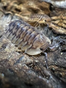 Cubaris sp. yellow tiger 5 each