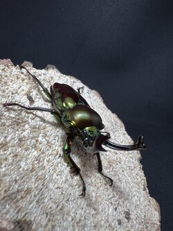 Phalacrognathus muelleri 52 mm.