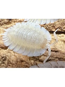 Porcellio werneri (Albino) 5 each