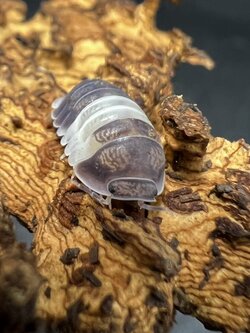 Cubaris sp. panda king 5 each