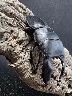 Dorcus titanus yasuokai 93mm.