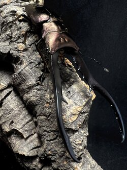 Cyclommatus metallifer 85mm.