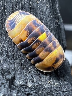 Cubaris sp. amber firefly ’GNR’ 5 each