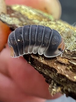 Cubaris sp. park chong 5 each