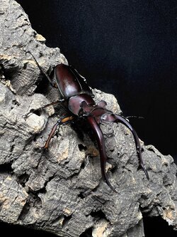 Lucanus angusticornis 69mm. Pair