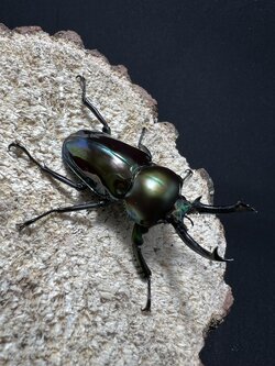 Phalacrognathus muelleri 50 mm.