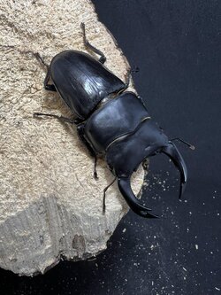 Dorcus hopei binodulosus 76mm.