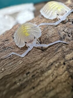 Porcellio bolivari “Yellow Ghost” 5 each