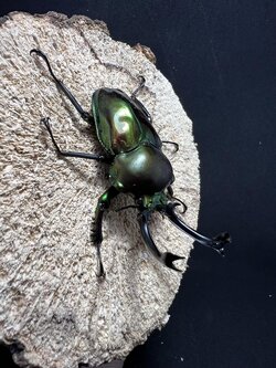 Phalacrognathus muelleri 55mm.