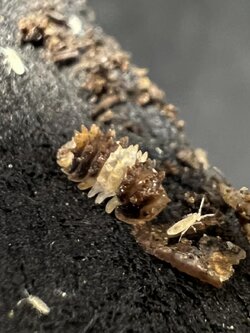 Armadillidae sp. hedgehog set 5 each