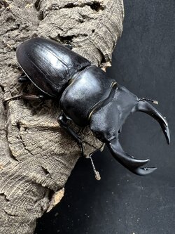 Dorcus hopei binodulosus 72 mm.